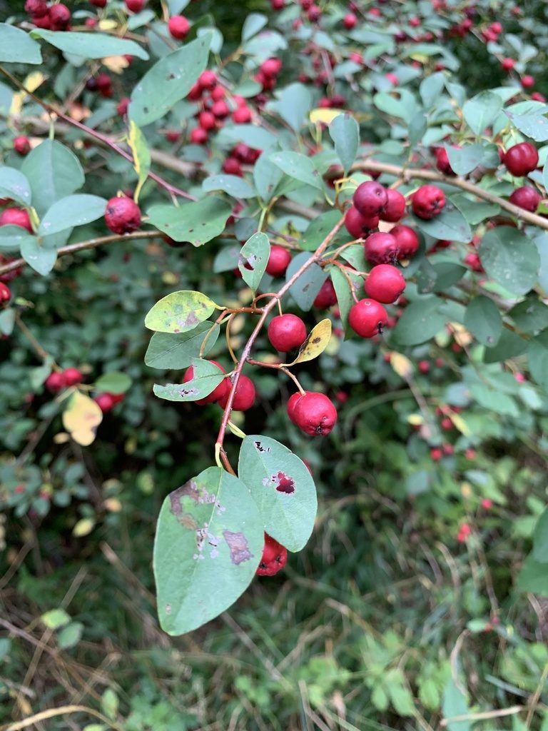 Cotoneaster multiflorus, photographed by Katrin Simon