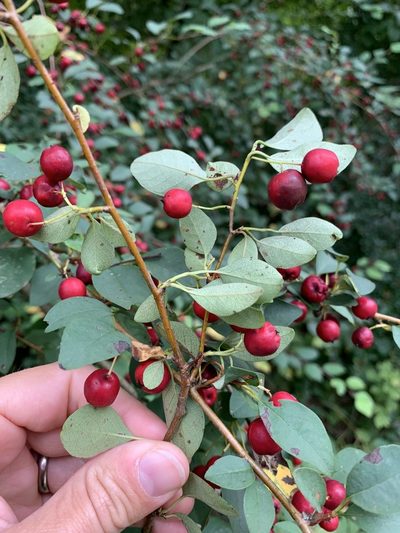 Cotoneaster multiflorus, photographed by Katrin Simon