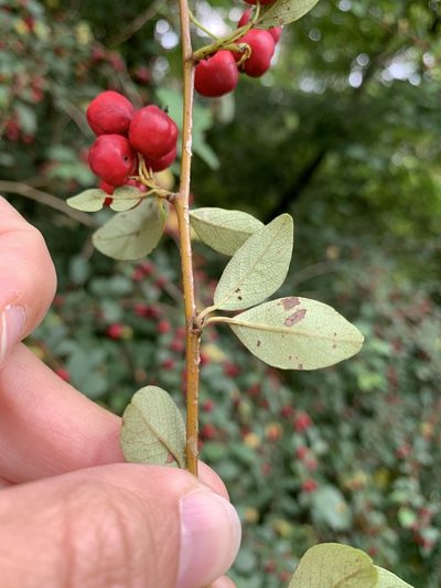 Cotoneaster multiflorus, photographed by Katrin Simon