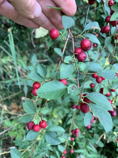 Cotoneaster multiflorus, photographed by Katrin Simon