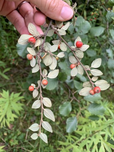 Cotoneaster dielsianus, photographed by Katrin Simon