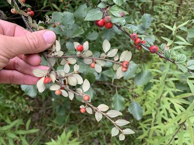 Cotoneaster dielsianus, photographed by Katrin Simon