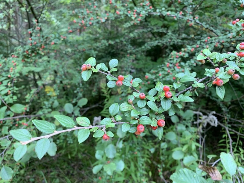 Cotoneaster dielsianus, photographed by Katrin Simon