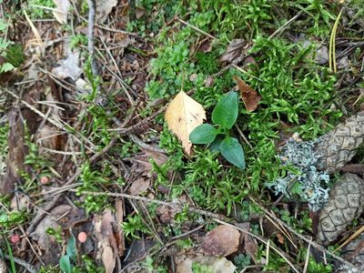Goodyera repens, photographed by Игорь Васильев