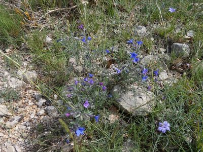 Lithodora fruticosa, photographed by Yves Bas