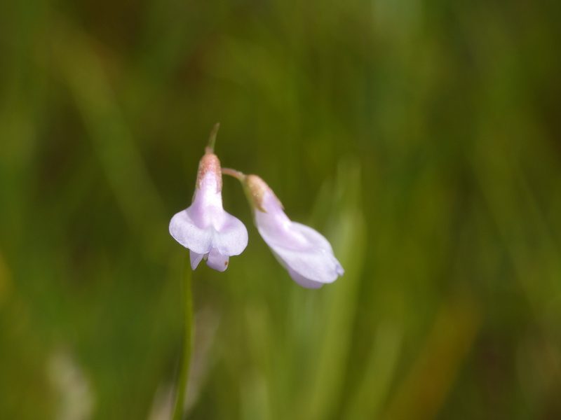 Vicia parviflora, photographed by Yves Bas