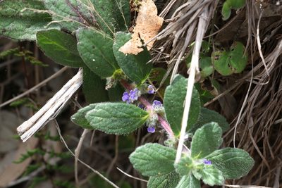 Ajuga sinuata, photographed by Greg Tasney