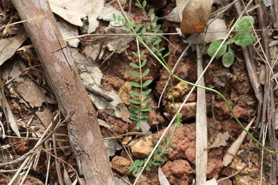 Swainsona brachycarpa, photographed by Greg Tasney