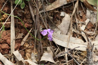 Swainsona brachycarpa, photographed by Greg Tasney