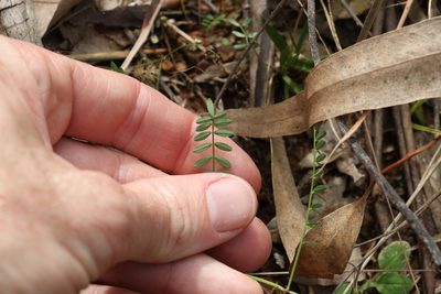 Swainsona brachycarpa, photographed by Greg Tasney