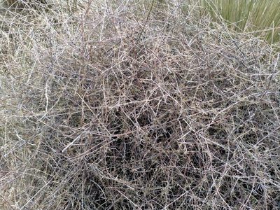 Coprosma elatirioides, photographed by John Barkla