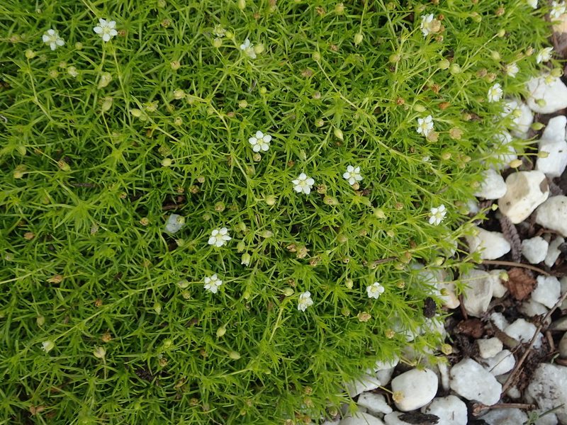 Sagina alexandrae, photographed by Daniel Cahen