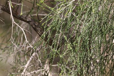 Melaleuca irbyana, photographed by Greg Tasney