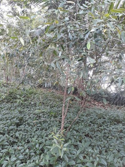 Erythroxylum sideroxyloides, photographed by Ben