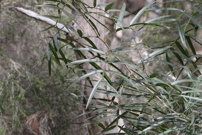 Atalaya salicifolia, photographed by Greg Tasney