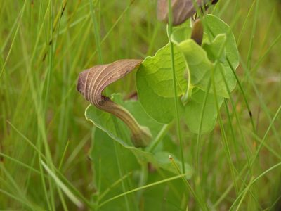 Aristolochia rotunda, photographed by Yves Bas
