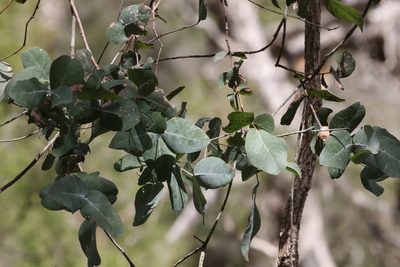 Eucalyptus melanophloia, photographed by Greg Tasney
