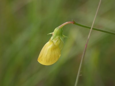 Lathyrus annuus, photographed by Yves Bas