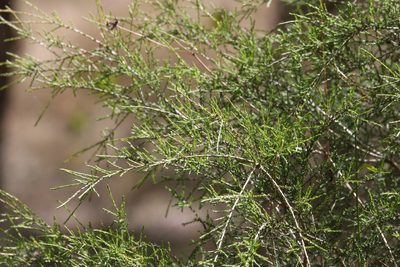 Melaleuca irbyana, photographed by Greg Tasney
