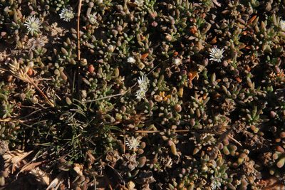 Mesembryanthemum parviflorum, photographed by Tony Rebelo