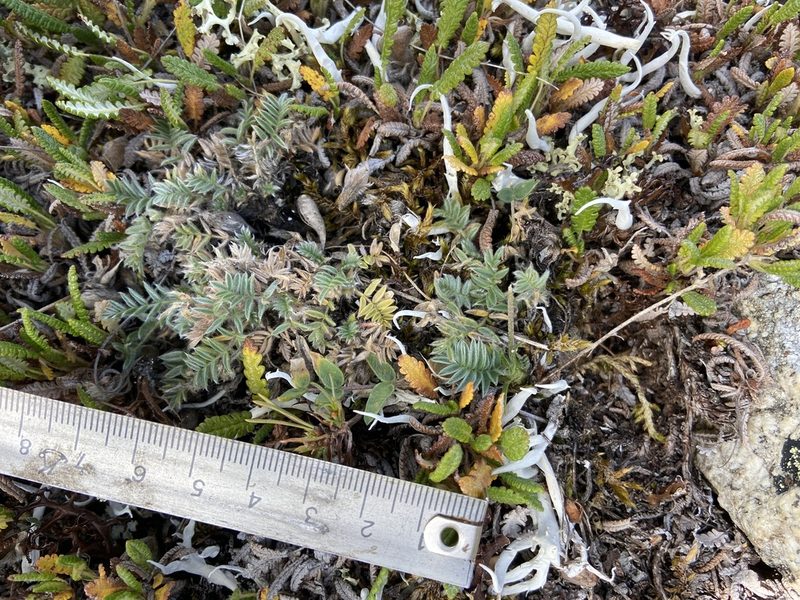 Oxytropis susumanica, photographed by Maria Khoreva
