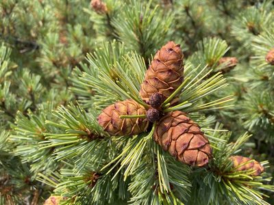 Pinus pumila, photographed by Maria Khoreva