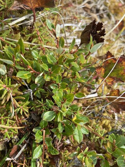 Salix pulchra, photographed by Maria Khoreva