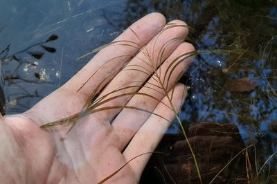 Potamogeton robbinsii, photographed by Quinten Wiegersma