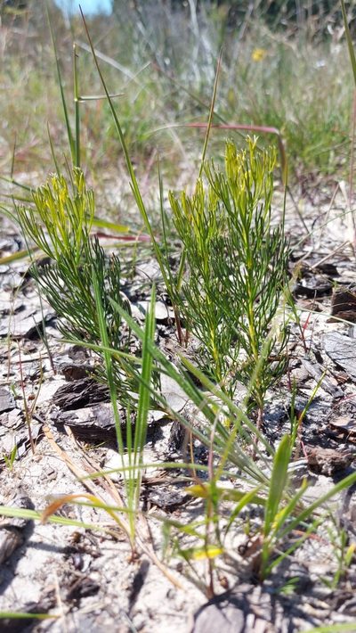 Serruria furcellata, photographed by Jacques van der Merwe