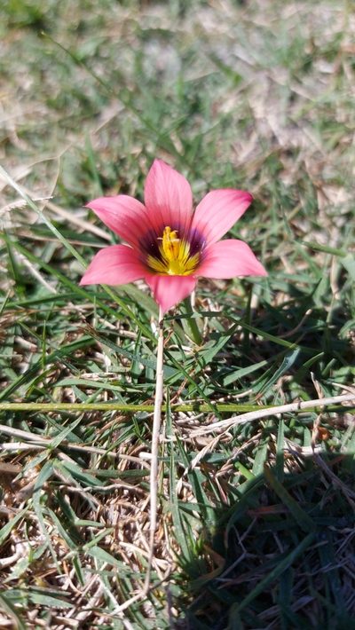 Romulea obscura, photographed by Jacques van der Merwe