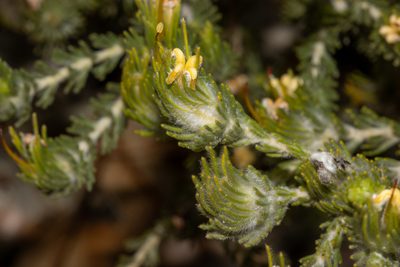 Adenanthos terminalis, photographed by T. Hammer