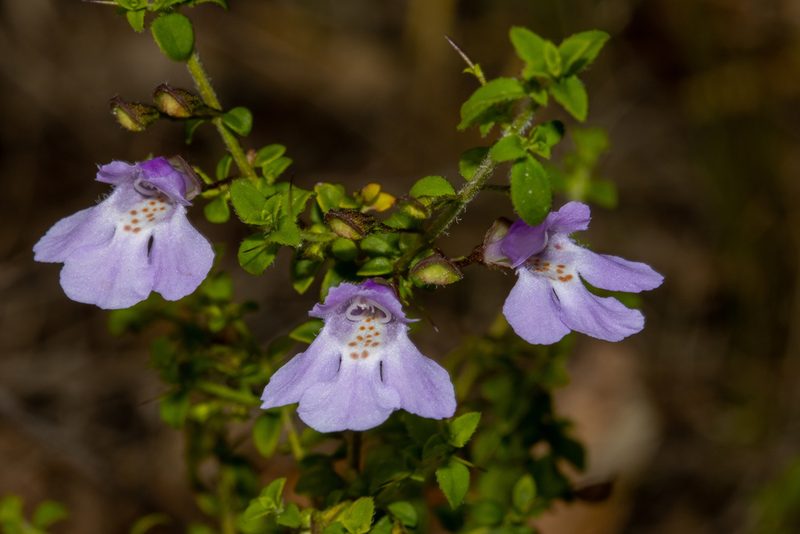 Prostanthera spinosa, photographed by T. Hammer