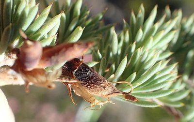 Aspalathus rigidifolia, photographed by Nicola van Berkel