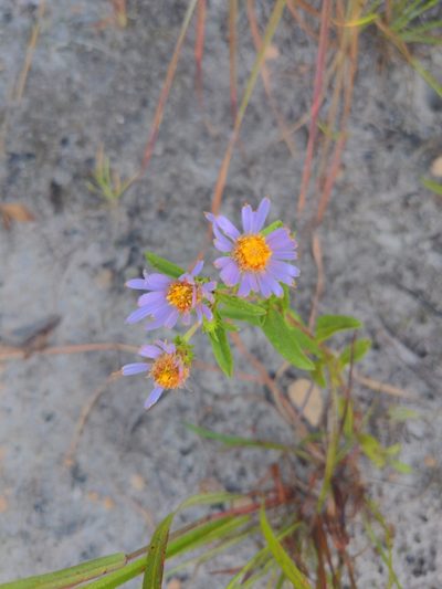 Eurybia surculosa, photographed by Svetlana Belkin