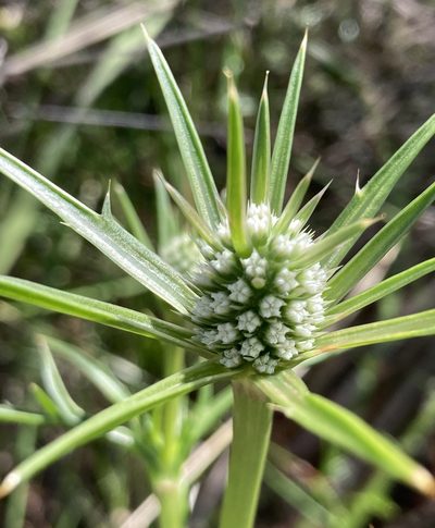 Eryngium pinnatifidum, photographed by pimelea