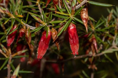 Stenanthera conostephioides, photographed by T. Hammer