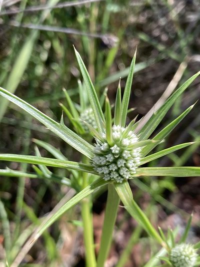 Eryngium pinnatifidum, photographed by pimelea