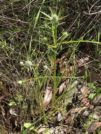 Eryngium pinnatifidum, photographed by pimelea
