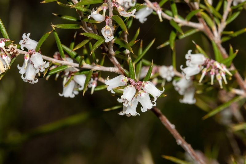 Lissanthe strigosa, photographed by T. Hammer