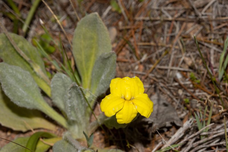 Goodenia robusta, photographed by T. Hammer