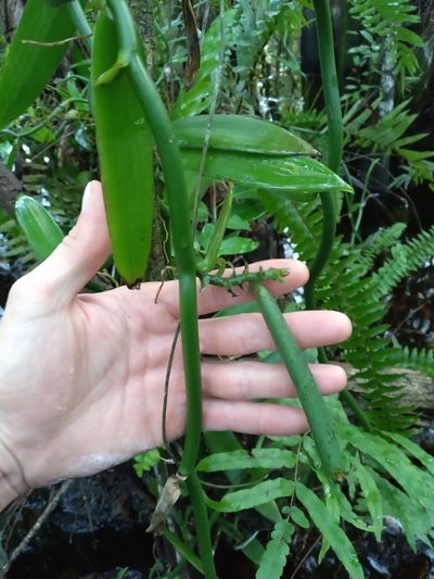 Vanilla phaeantha, photographed by Scott Ward