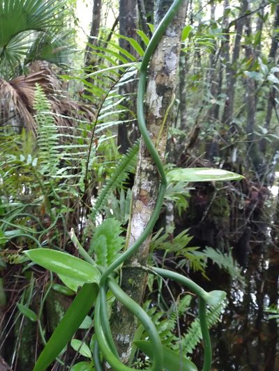 Vanilla phaeantha, photographed by Scott Ward