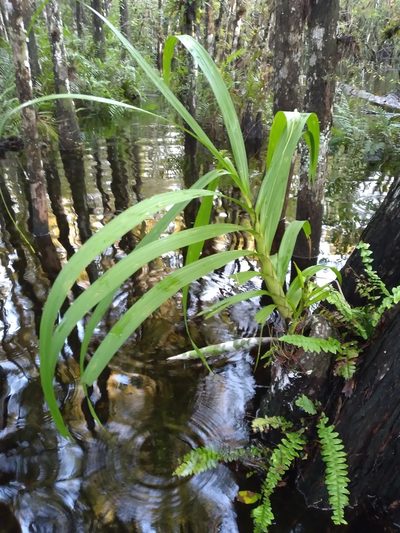 Cyrtopodium punctatum, photographed by Scott Ward
