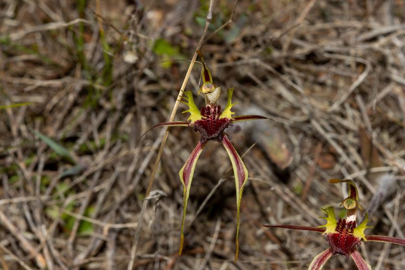 Caladenia septuosa, photographed by T. Hammer