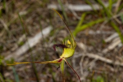 Caladenia septuosa, photographed by T. Hammer