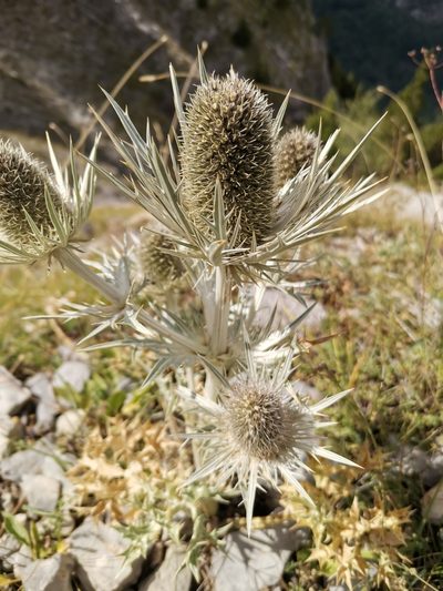 Eryngium spinalba, photographed by Roland Godon