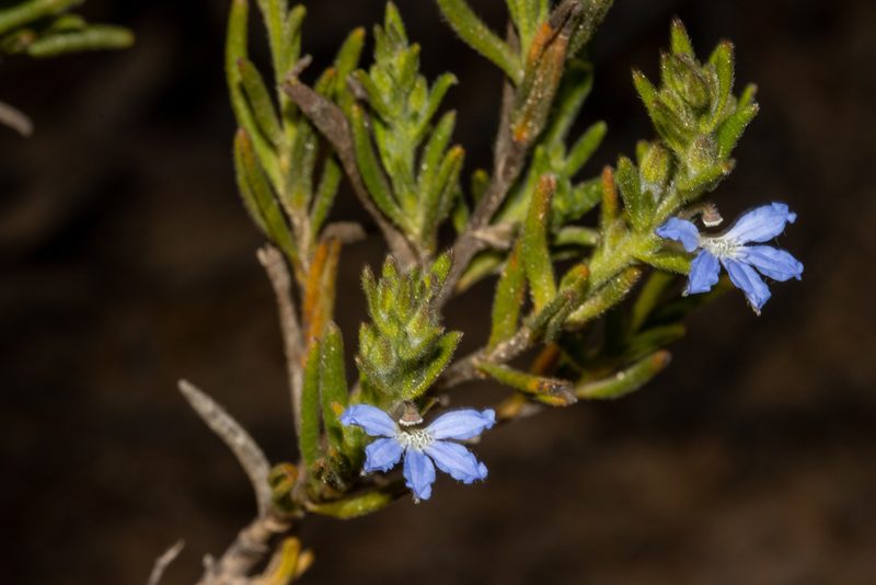 Scaevola linearis, photographed by T. Hammer