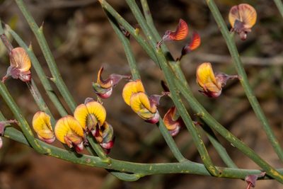 Daviesia brevifolia, photographed by T. Hammer