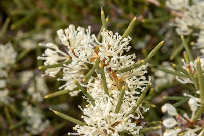 Hakea rugosa, photographed by T. Hammer