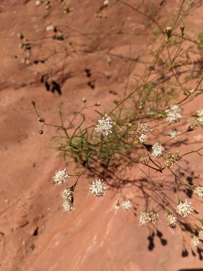 Hymenothrix wrightii, photographed by Alexandre Passos